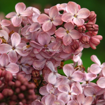 Изображение загружено обработкой по данным файла Excel