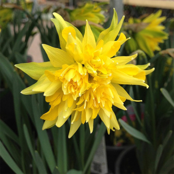 487096011_0_1280x1280