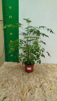 Радермахера D12