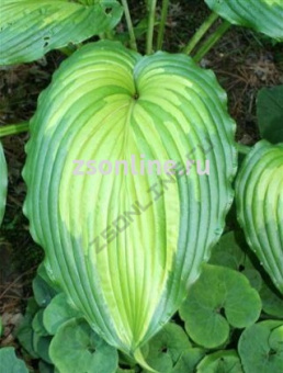 Изображение загружено обработкой по данным файла Excel