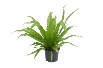 Асплениум Нидус d15 h50 см