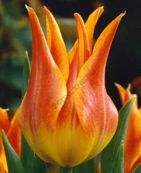 Тюльпан Ballade Orange, 5 шт