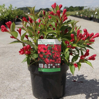 Вейгела Олл Саммер Ред
