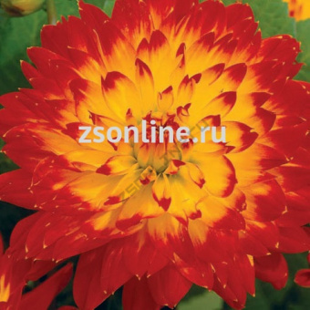 Изображение загружено обработкой по данным файла Excel