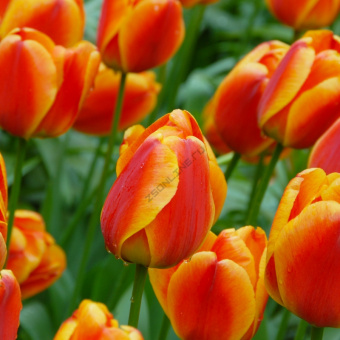Тюльпан Дарвинов гибрид Апелдорнз Элит, 10 шт