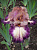 Ирис бородатый Карнивал Сонг (верх.лепест.роз-лаванд.с фиолет.прожилк,ниж-фиолет.с бел,1шт,I)