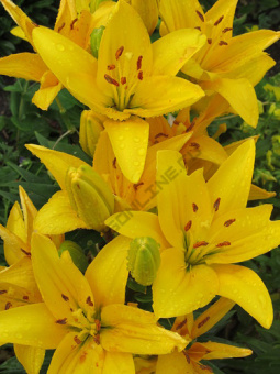 Лилия ЛА-Гибрид Эль Диво