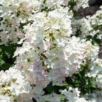 gorten_metel_touch_of_pink