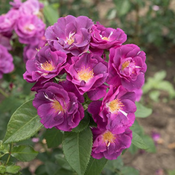 Роза шраб Рэпсод инн Блю С12,5