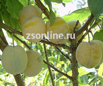 Изображение загружено обработкой по данным файла Excel