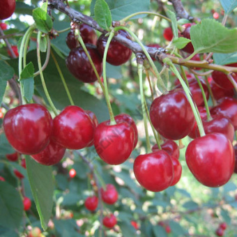 Дерево-сад Вишня/3 сорта/Жуковская х Владимирская х Шоколадница/С