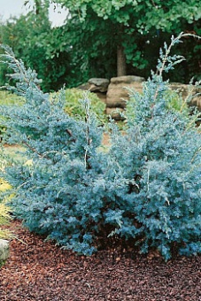 Можжевельник китайский Блю Альпс (C3, 30-50)