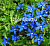 Горечавка (Gentiana), 12