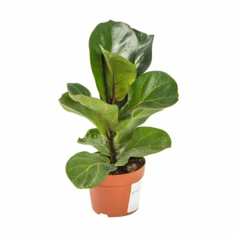 Фикус Лирата  12/35 см