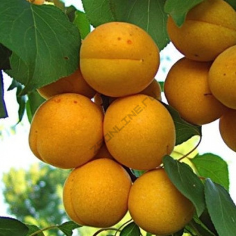 НоменклатураПрисоединенныеФайлы