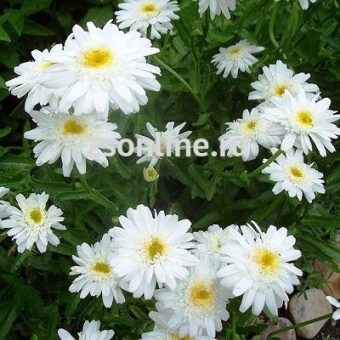 Изображение загружено обработкой по данным файла Excel