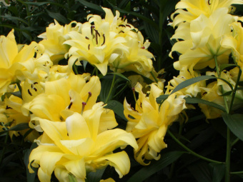 Лилия Восточная махровая Экзотик Сан