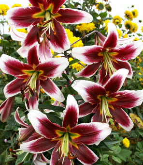 Лилия ОТ-Гибрид Джудит Саффинья