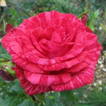 Роза чайно-гибридная Ред Интуишн, 3,5 л