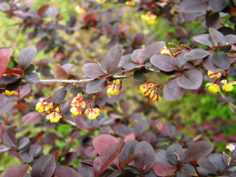 Барбарис оттавский Суперба