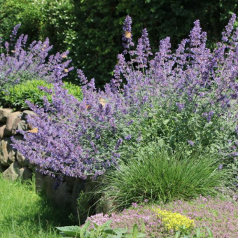 six-hills-giant-nepeta-faassenii-kupit-600x600