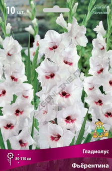 gladiolus_fiorentina_kaper