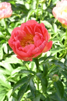 Пион гибридный Корал Суприм 2-3/К