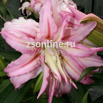 Изображение загружено обработкой по данным файла Excel