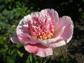 91c0505f2e4fd691c8a4e23f7344e28c