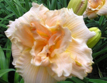 Лилейник гибридный Икебана Стар