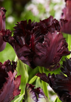 tyulpan_popugaynyy_frouzen_nayt_v_sortovye_semena