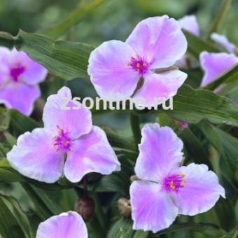 Изображение загружено обработкой по данным файла Excel