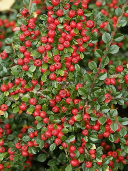 Изображение загружено обработкой по данным файла Excel