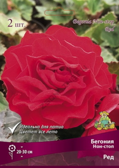 begonia_non_stop_red_kaper