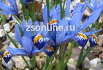 Изображение загружено обработкой по данным файла Excel