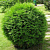 Туя западная (Thuja occidentalis Globosa) C2/C3 25-35