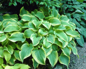 Products57465-1000x1000-1111762100-768x615