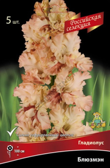 Гладиолус Блюзмэн 10-12/К 5шт