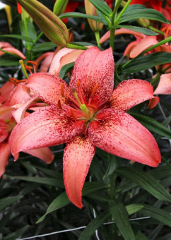 Лилия Азиатская Морфо Пинк