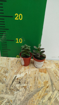 Крассула микс 6/15