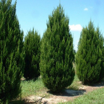 Можжевельник китайский Спартан, Juniperus chinensis Spartan, в горшке 2л, 40-50 см