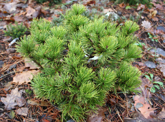 Сосна горная (Pinus mugo Pumilio C2 20-25)