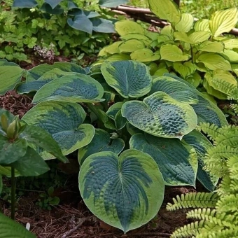 Хоста токудама "Flavocircinalis" C5