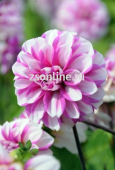 Изображение загружено обработкой по данным файла Excel