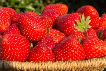 Земляника садовая Магнус (Р9)