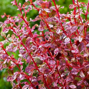 Барбарис__Тунберга__Harlequin_1