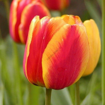 Тюльпан Дарвинов гибрид Апелдорн