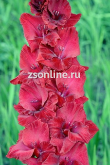 Изображение загружено обработкой по данным файла Excel