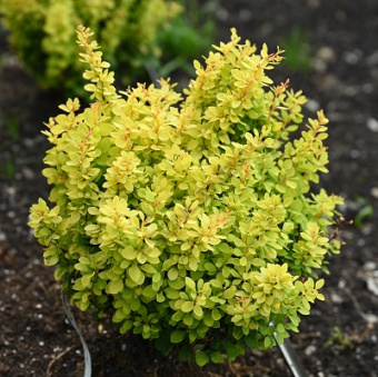 barbaris_tunberg_goldalita