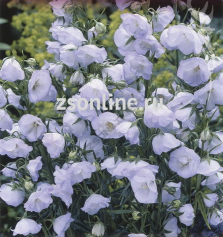 Изображение загружено обработкой по данным файла Excel